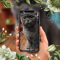 lorik18317