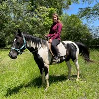 crazieequine