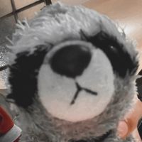 bkraccoon