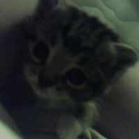 трек в тгк tr4pshiiit