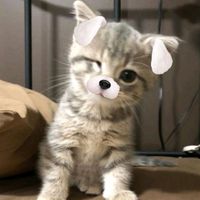 оригинальный звук