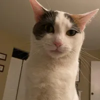 original sound - theslappablejerk