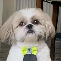 original sound - bobcamargo