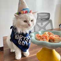 original sound - Misha / The Condo Cat 🐾 🦐