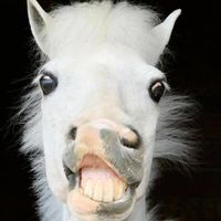 dreamm_horsess