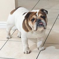 charlieelbulldog