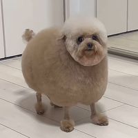 lalaloopsiequeen2016