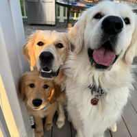lsgoldenretrievers