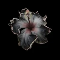 original sound - plx.rs