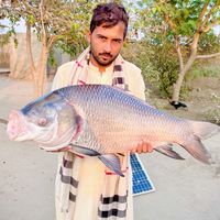 sheeshnang786