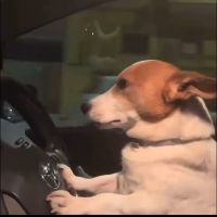 sonido original - perrito.chofer