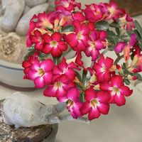 rosas.perfeitas