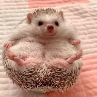 original sound - lifeofhedgehog