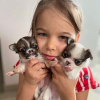 chihauhau.puppies3