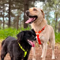 original sound - amora_labradora