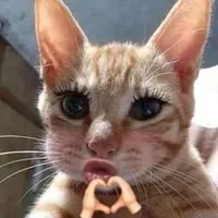 original sound - cutepet849