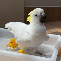 zezecacatua