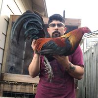 el_de_los_gallos_negros