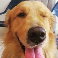 simon_goldenretriever