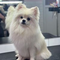 оригінальний звук
