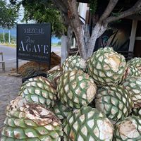 mezcaldonagave