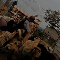 jonakamposrescateperrito