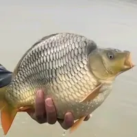 original sound - abday800