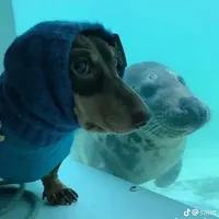 original sound - c.w004