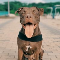 tiger.pitbull