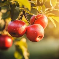littleapple.11