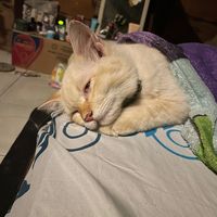 original sound - random thing