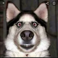 original sound - this_is_me_yes_it_is