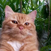 original sound - chimybolu