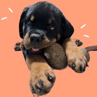 เสียงต้นฉบับ - Pekko rottweiler