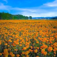 original sound - dondonillashopPH