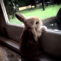 cannibalisticbunnny