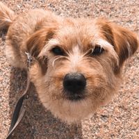 jimmi_thedog