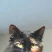 original sound - aywannabe