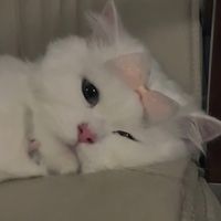 _https.eri