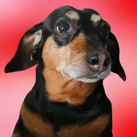 original sound - lilicasallsicha