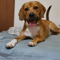 luna.the.princess.dog