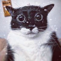 Provider by Frank Ocean