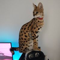 kaida.the.serval