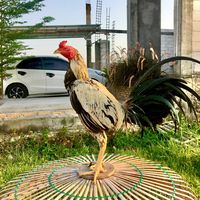 suara asli - KERATON FARM