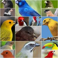 plantas_peixes.e_aves5