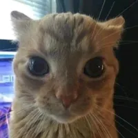 original sound - pepito_nb_word