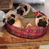 pugsenaccion