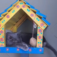 gatinhoscarinhosbrasil