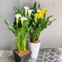 miflowers29