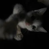 original sound - musiqqx